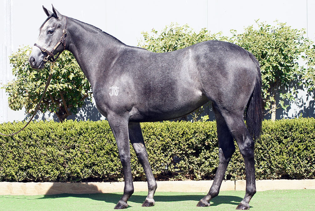 Lot 41: D’Argento x Rock On Zariz filly