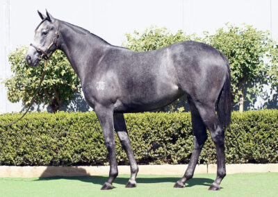 Lot 41: D’Argento x Rock On Zariz filly