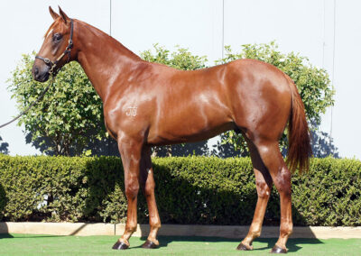Lot 43: Capitvant x Rupavari colt