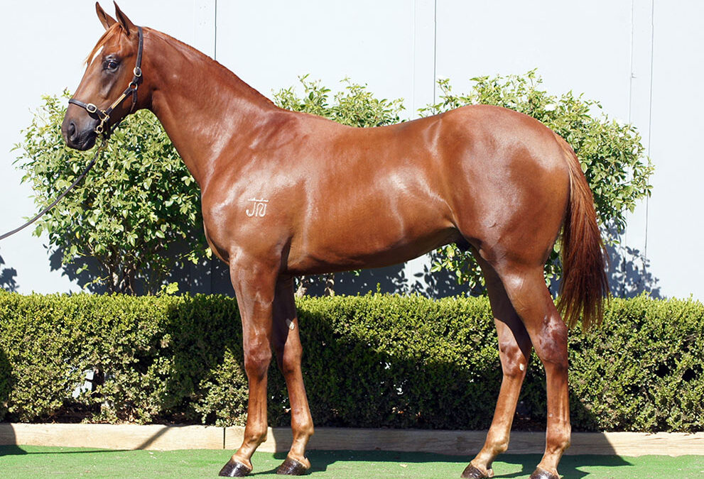 Lot 43: Capitvant x Rupavari colt
