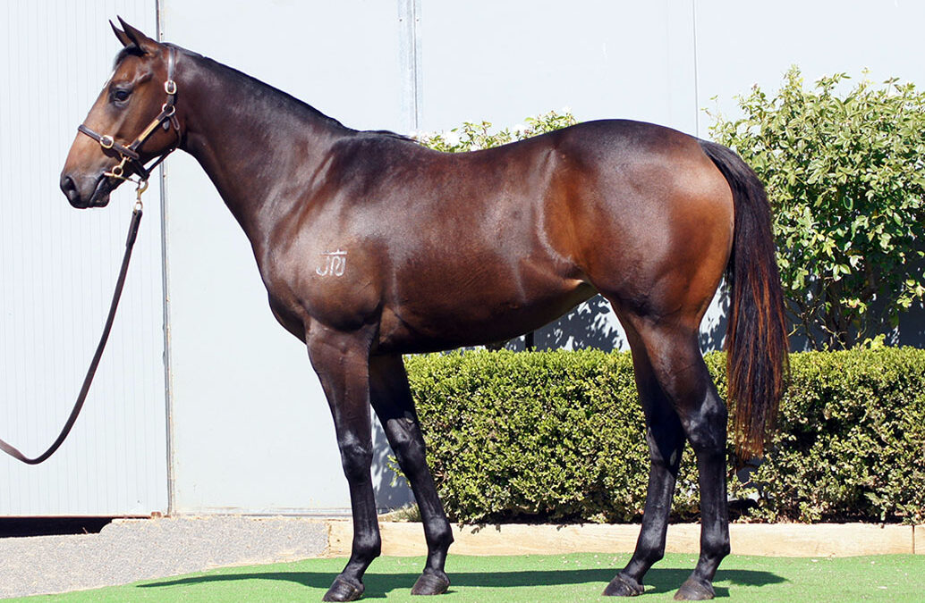 Lot 64: Cool Aza Beel x Sienna Blaze filly