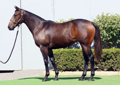 Lot 64: Cool Aza Beel x Sienna Blaze filly
