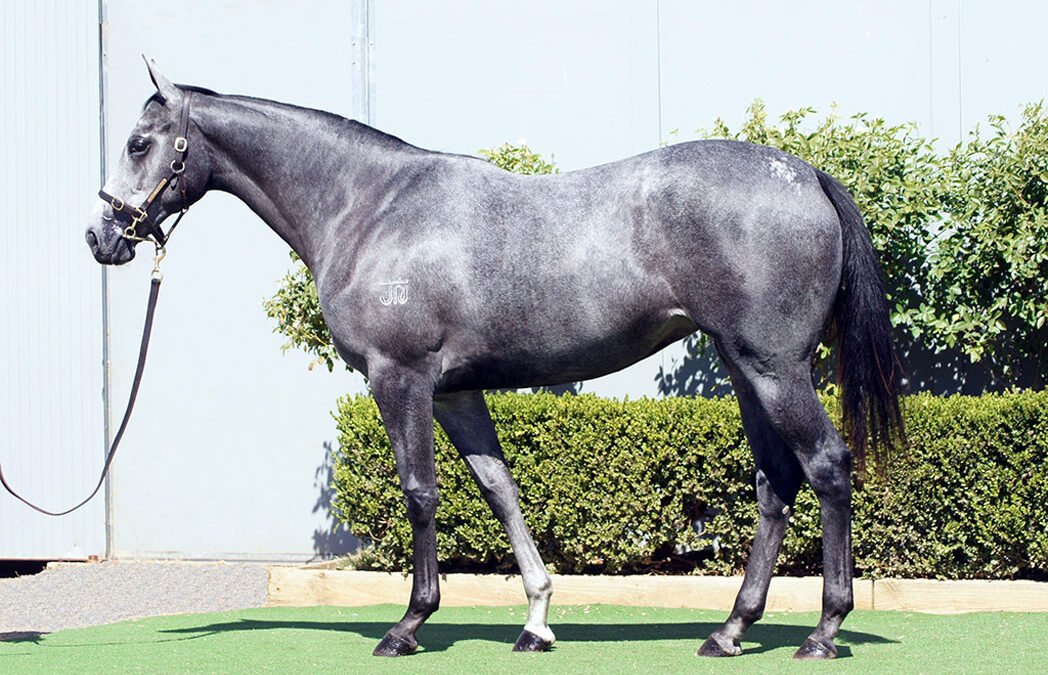 Lot 78: D’Argento x Star Of The Ring filly