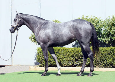 Lot 78: D’Argento x Star Of The Ring filly