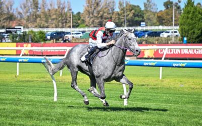 First Stakes Winner For D’Argento