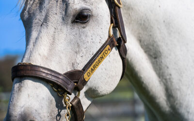 D’Argento 2YO Scuro Star Wins On Debut