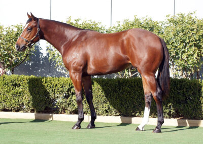 Lot 1122: Profiteer x Gobelin colt
