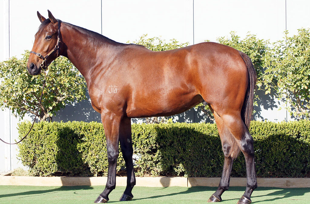 Lot 1149: Cool Aza Beel x Il Professionale colt