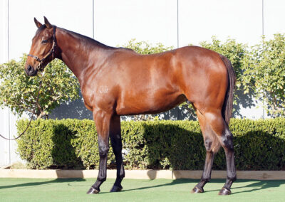 Lot 1149: Cool Aza Beel x Il Professionale colt