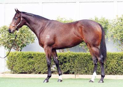 Lot 1170: D’Argento x Kiaria filly