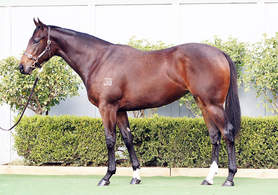 Lot 1170: D’Argento x Kiaria filly