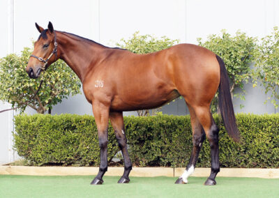 Lot 1191: North Pacific x Linden filly