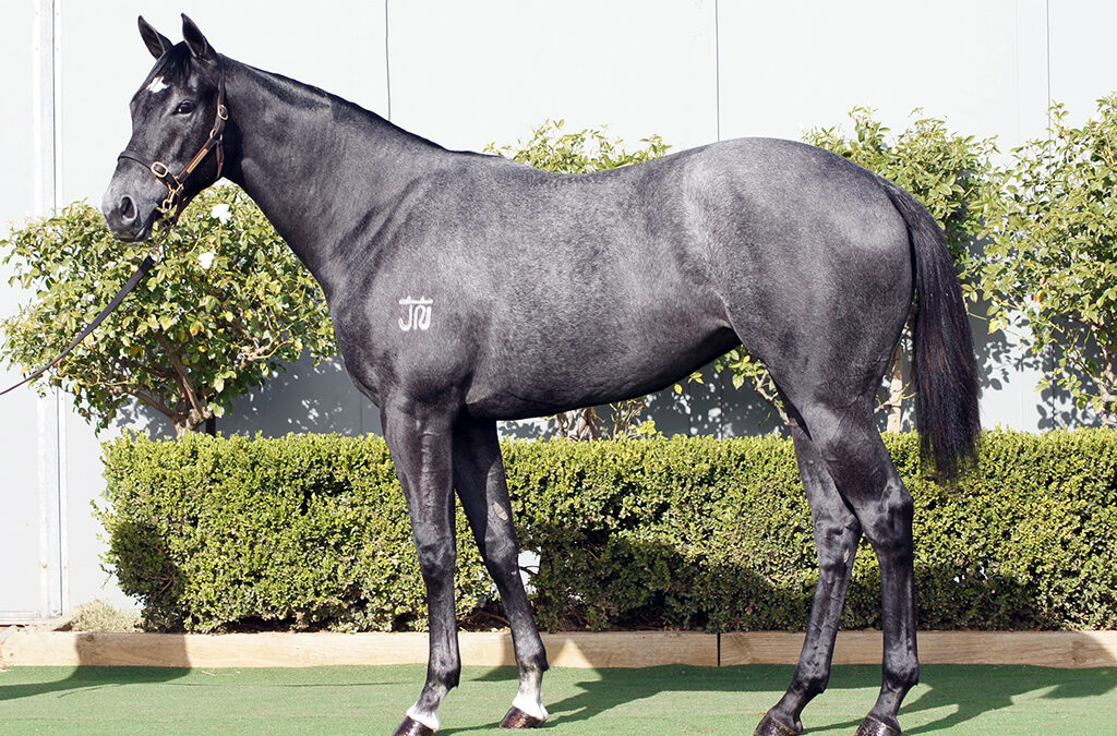 Lot 1285: D’Argento x Sea Silk filly