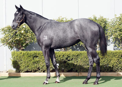 Lot 1285: D’Argento x Sea Silk filly