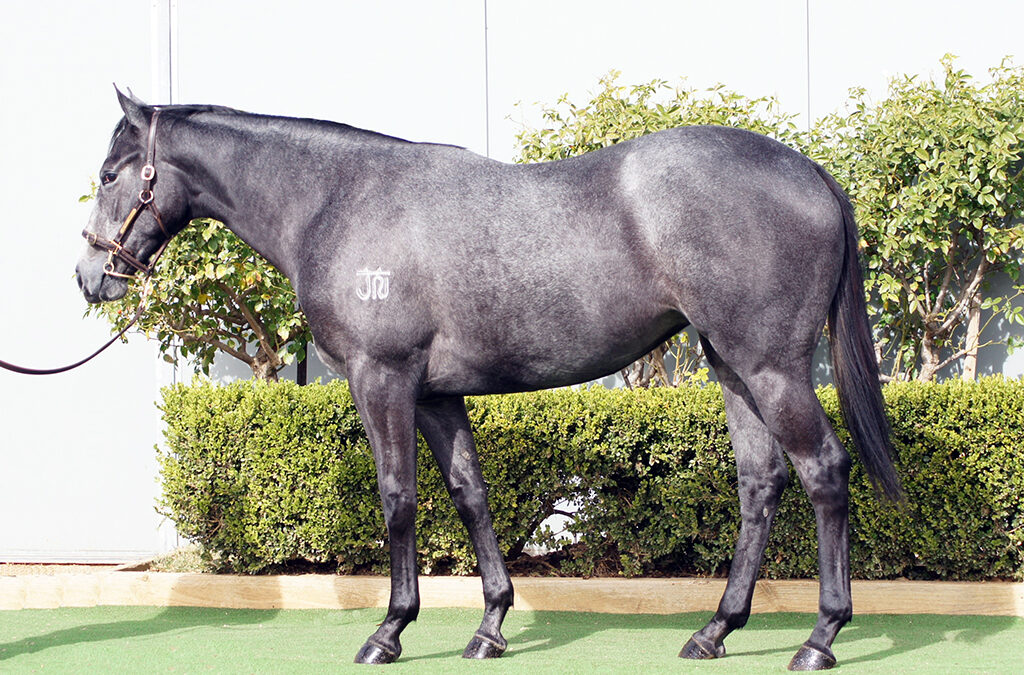 Lot 1319: D’Argento x Spiced Delight filly