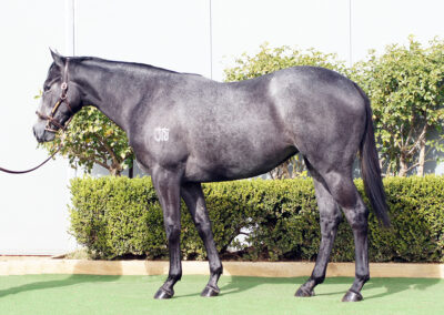 Lot 1319: D’Argento x Spiced Delight filly