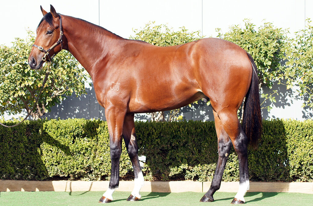 Lot 1365: King’s Legacy x Waiwetu Lass colt