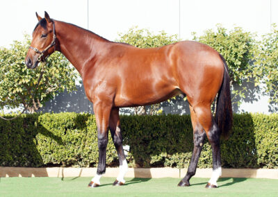 Lot 1365: King’s Legacy x Waiwetu Lass colt