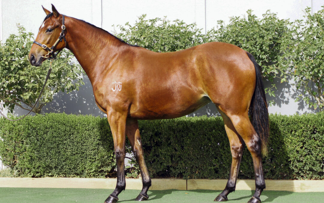 Lot 1375: D’Argento x Wyld Savana filly