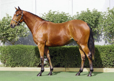 Lot 1375: D’Argento x Wyld Savana filly
