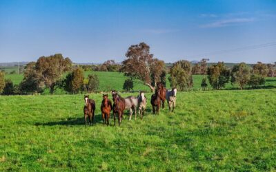 From Paddock to Podium – Bowness Stud’s Winning Agistment Formula