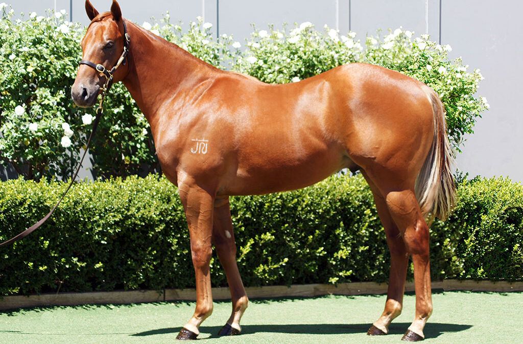 Lot 1000: Best Of Bordeaux x Asteroidea colt