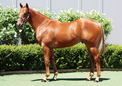 Lot 1000: Best Of Bordeaux x Asteroidea colt