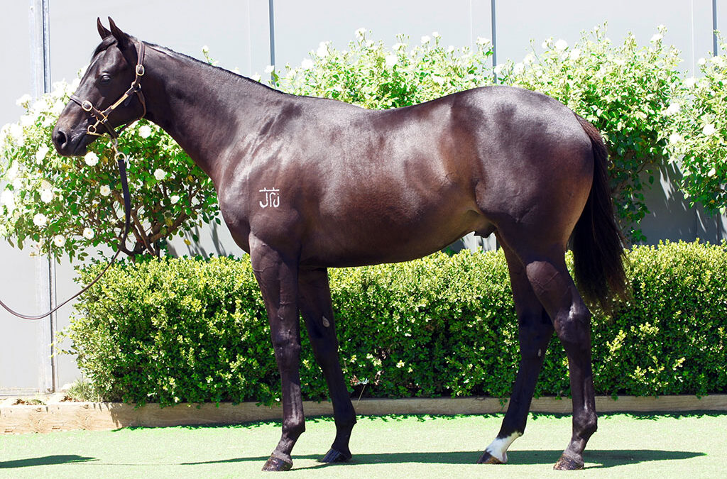 Lot 1046: Yes Yes Yes x Flirtare colt