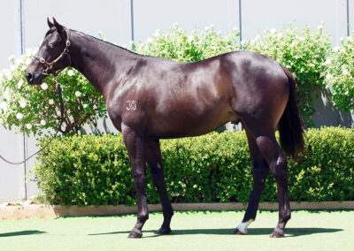 Lot 1046: Yes Yes Yes x Flirtare colt