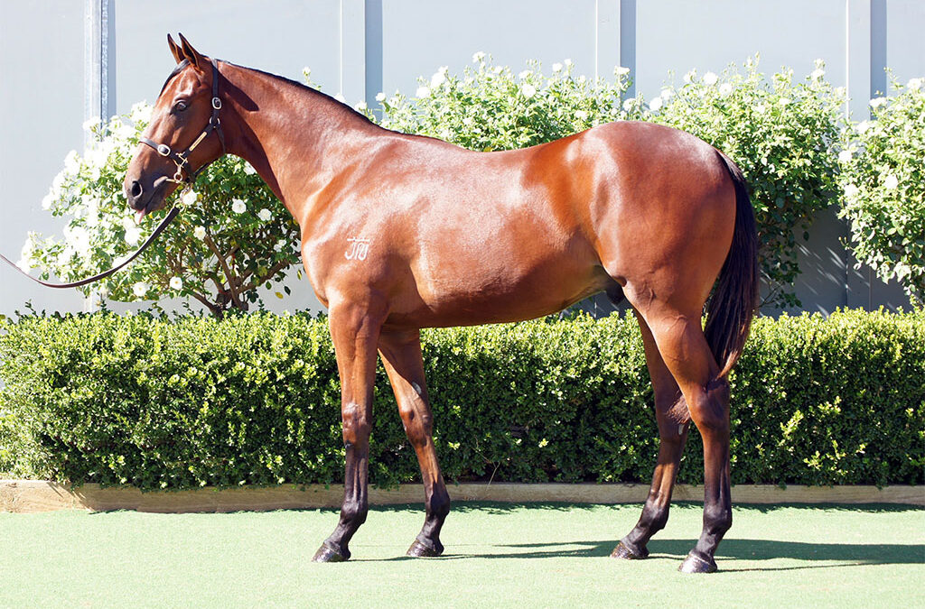 Lot 1073: Profiteer x Il Professionale colt