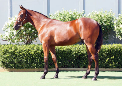 Lot 1073: Profiteer x Il Professionale colt