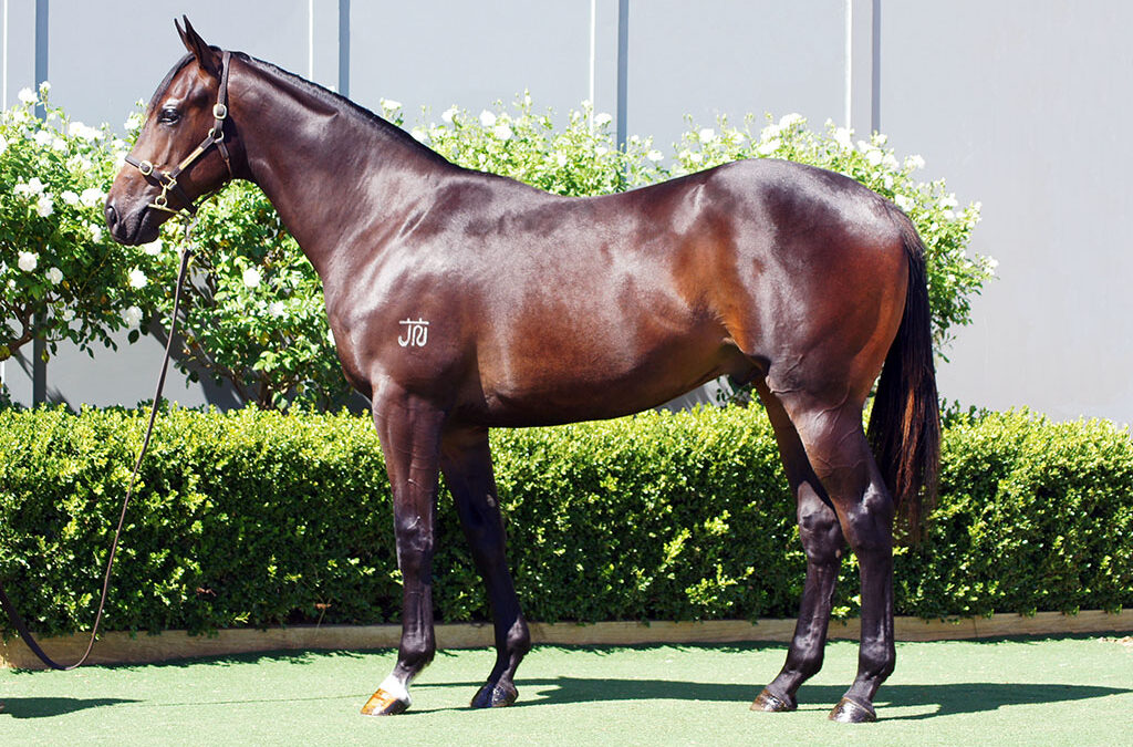Lot 1101: D’Argento x Livia’s Story colt