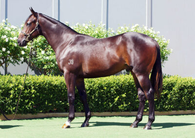Lot 1101: D’Argento x Livia’s Story colt