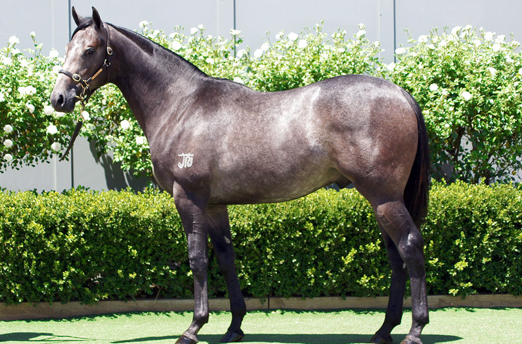 Lot 1129: D’Argento x Nervous Nellie colt