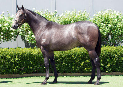 Lot 1129: D’Argento x Nervous Nellie colt