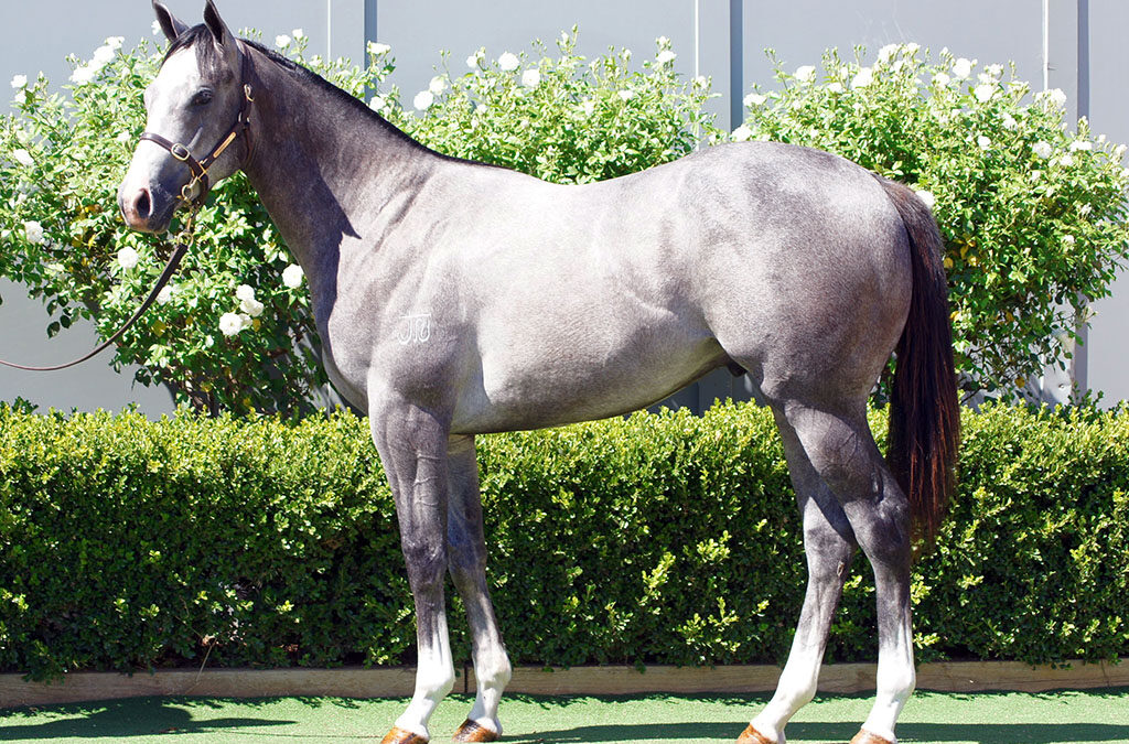Lot 1163: D’Argento x Sadler’s Wish colt