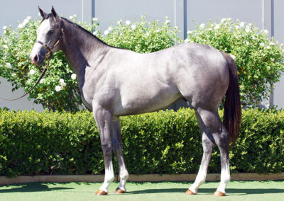 Lot 1163: D’Argento x Sadler’s Wish colt