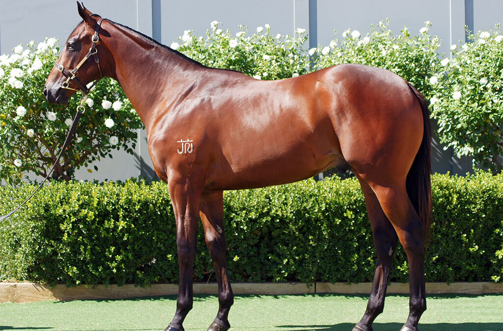 Lot 1164: Tiger Of Malay x San Telmos Fire colt