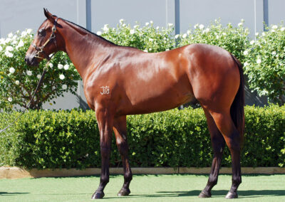Lot 1164: Tiger Of Malay x San Telmos Fire colt