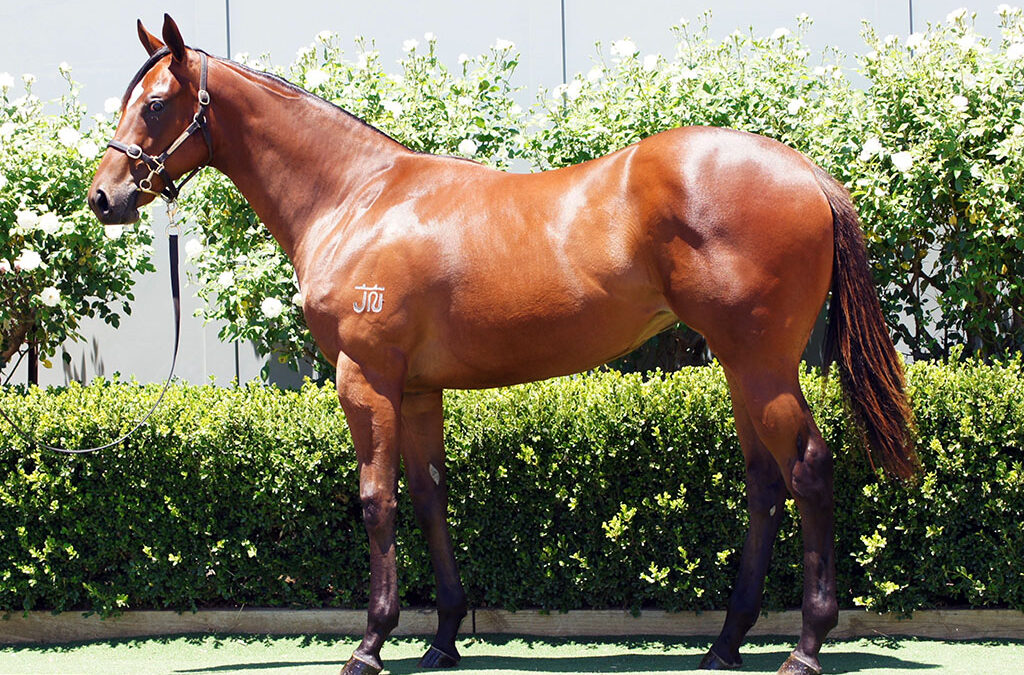 Lot 1178: Profiteer x She’s A Storm filly