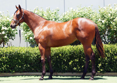 Lot 1178: Profiteer x She’s A Storm filly