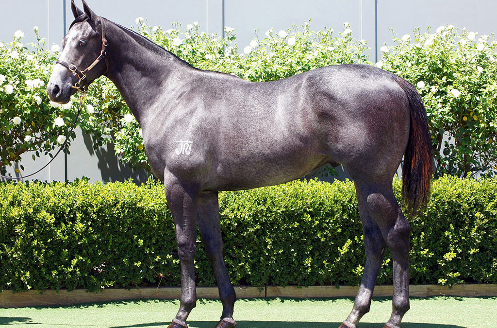 Lot 1193: D’Argento x Sweet Distraction colt