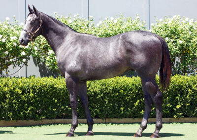 Lot 1193: D’Argento x Sweet Distraction colt