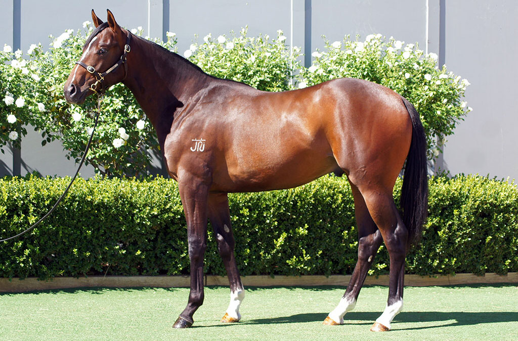 Lot 1203: Best Of Bordeaux x Triumphant Miss colt