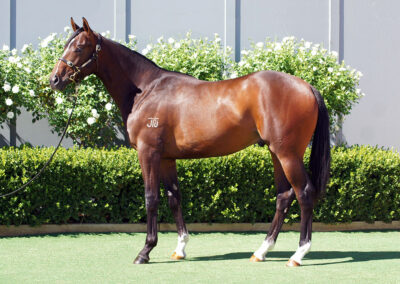 Lot 1203: Best Of Bordeaux x Triumphant Miss colt