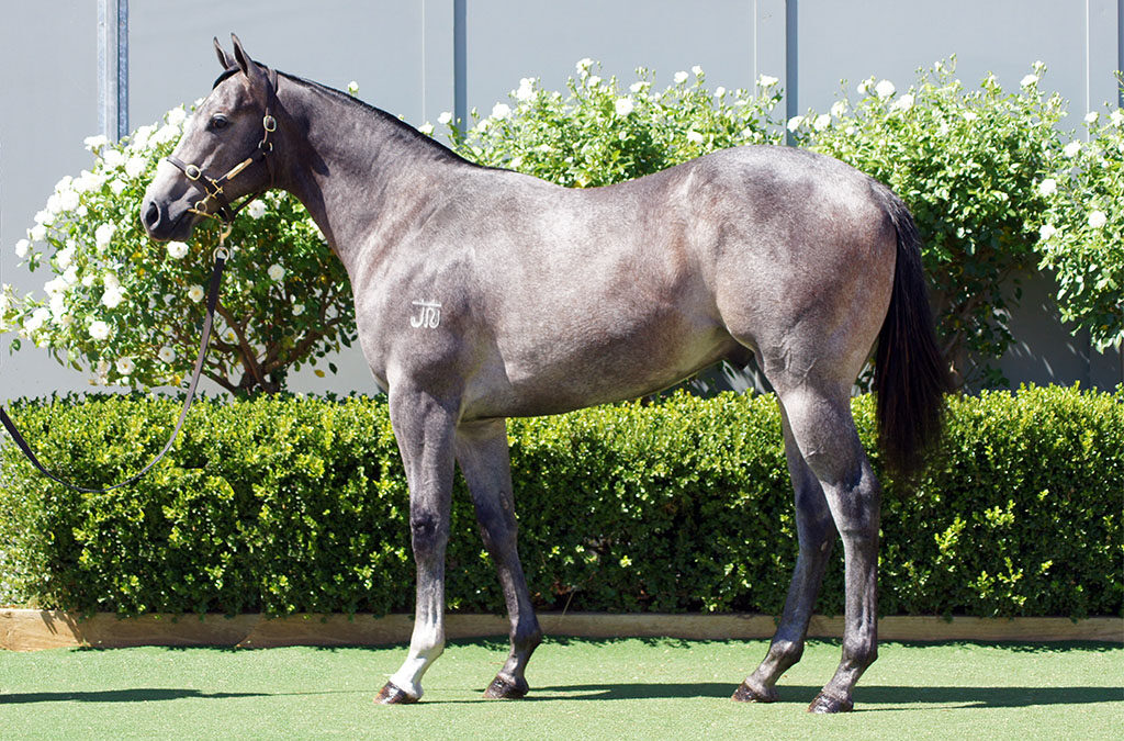 Lot 1206: D’Argento x Tycoon Street colt