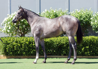 Lot 1206: D’Argento x Tycoon Street colt