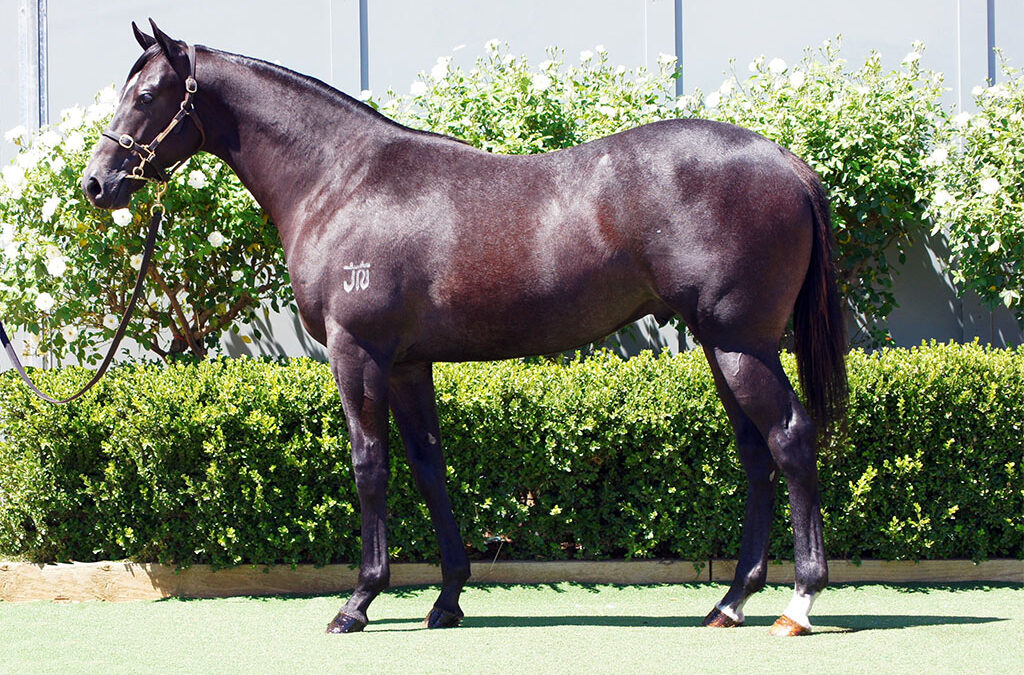 Lot 470: D’Argento x Lift All Boats colt