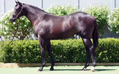 Magic Time Awaits Bowness Stud