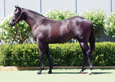 Lot 470: D’Argento x Lift All Boats colt